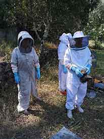 Apiculture