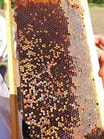 Apiculture